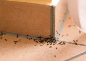Ameisen bekämpfen: 11 Tipps gegen Ameisen im Haus Ameisen bekämpfen