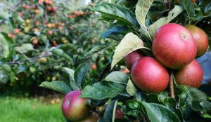 So steigern Sie den Ertrag Ihres Apfelbaums Apfelbaum Ertrag steigern