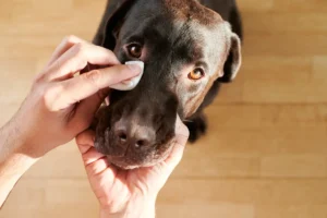 Augenpflege beim Hund