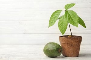Avocadopflanze im Topf