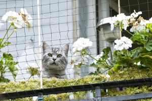 Balkon katzensicer machen