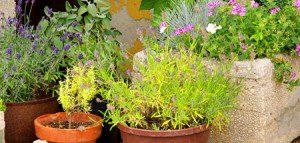 58 Tipps für den Umgang mit Pflanzen 1