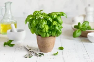 Basilikum - Herkunft, Nährwerte & Rezepte mit dem würzigen Küchenkraut