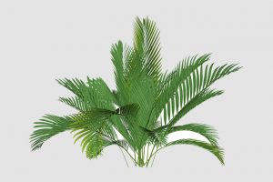 Bergpalme Tipps