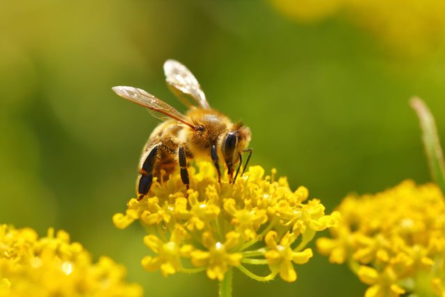 Bienenstich Hilfe Tipps