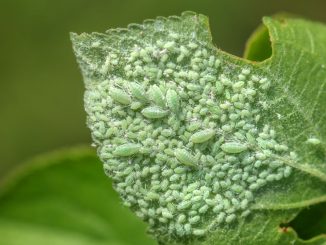 Blattläuse an Zimmerpflanzen erkennen, bekämpfen und vorbeugen