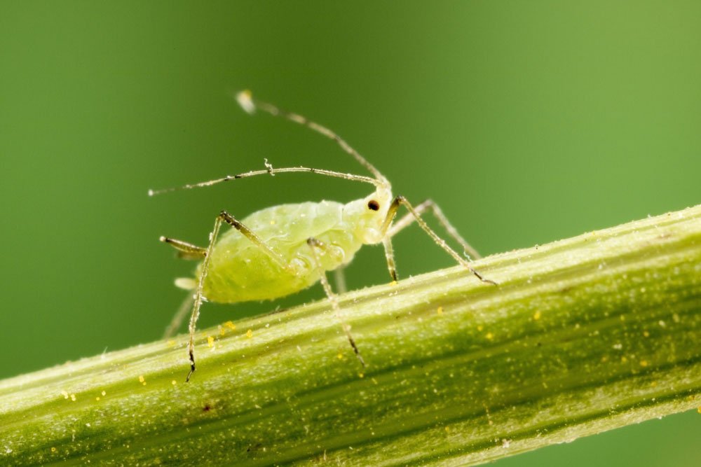 © gordzam - Fotolia.com Blattlaus