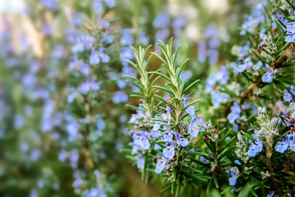 Rosmarin mit blauen Blüten Rosmarin