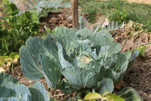 Blumenkohl im Garten