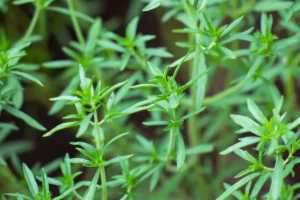 Bohnenkraut – Herkunft, Verwendung & Rezepte mit dem aromatischen Kraut Bohnenkraut - Beliebtes Küchenkraut mit deftigem Aroma