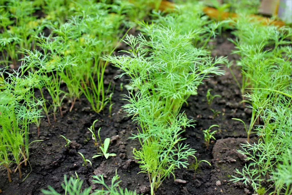 Dill