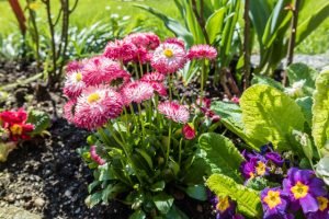 Frühlingsbeet im Ziergarten