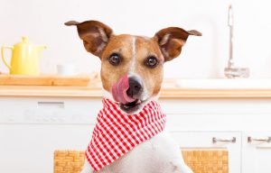 für Hunde giftige Lebensmittel
