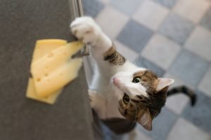 für Katzen giftige Lebensmittel