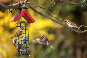Vogelfutter ganzjährig füttern? Spatzen im Frühling an Futterstation.