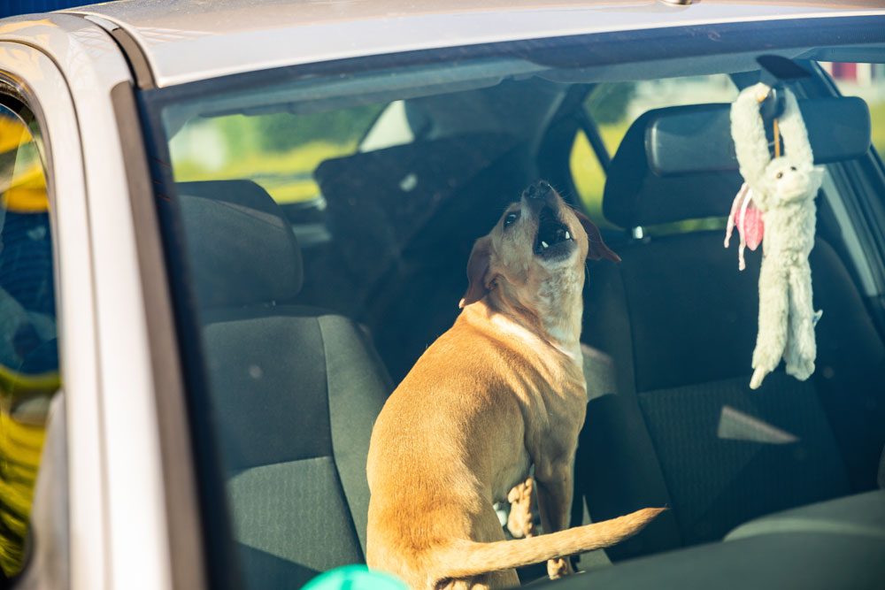 Hund im heißen Auto.