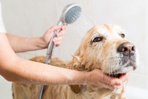 Wie badet man einen Hund? Hund baden