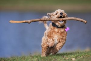 Hund Bewegung