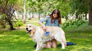 Fellpflege: Bürsten, Kämmen und Verunreinigungen entfernen Hund Fell bürsten