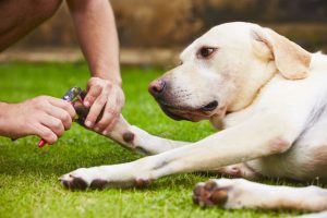 So schneiden Sie die Krallen Hund Krallen schneiden