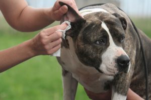 Reinigung der Ohren und Tränenflecke Hund Ohren Augen reinigen