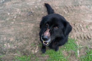 Sonnenbrand bei Hunden – Erkennen, behandeln & vorbeugen Hund Sonnenbrand