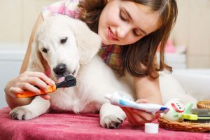 Zahnpflege beim Hund Hund Zahnpflege
