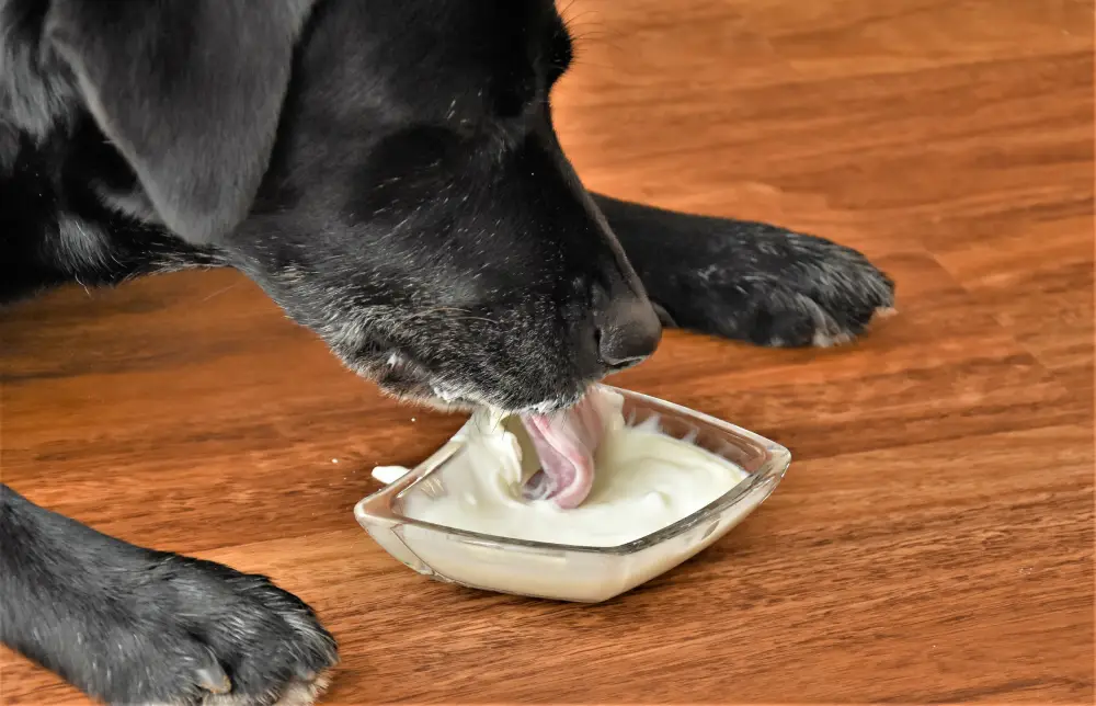 Dürfen Hunde Joghurt essen?