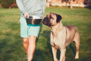 Hundefutter selbst herstellen - Barfen leicht gemacht