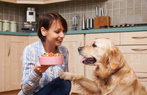 Hundefutter Tipps