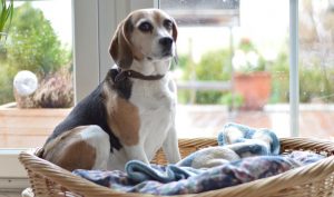 Hundekorb
