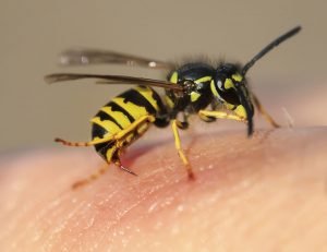 Insektengiftallergie