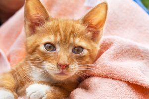 Fellpflege: Baden von Katzen katze baden