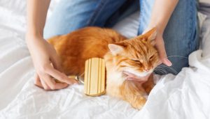 Katze Fell bürsten