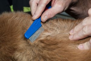 katze Fellpflege