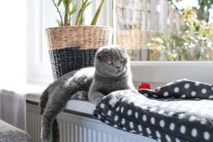 Katze Fenster