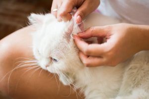 Katze Ohrpflege