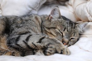 Katze Schlafplatz