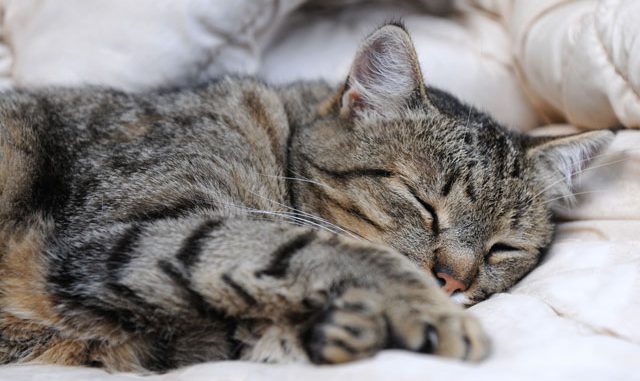 Katzen An Ein Neues Zuhause Gewöhnen