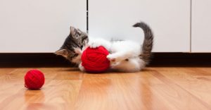 Katze Spielzeug