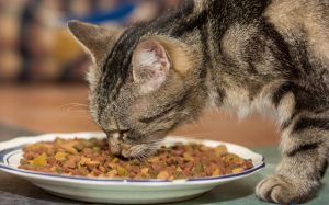 katze Zahnpflege