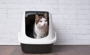 Katzenklo reinigen