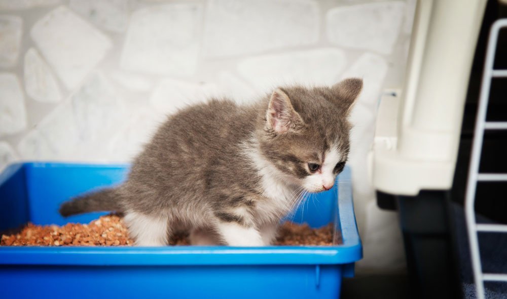 Katzenstreu Wohnung