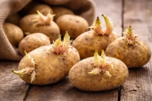 Darf man keimende Kartoffeln essen? Darf man keimende Kartoffeln essen?