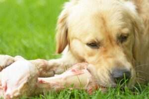 Knochen sind eine wichtige Nahrungsquelle für Hunde.
