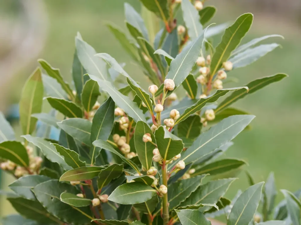 Lorbeer - Unterschätztes Gewürz mit leicht bitterer Note