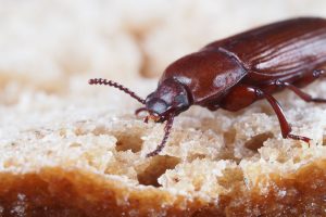 Lebensmittelschädlinge bekämpfen – So werden Sie Mehlmotten & Co. wieder los Käfer auf einem Stück Brot