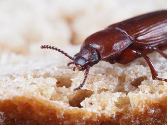 Käfer auf einem Stück Brot