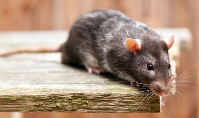Mause Bekampfen Tipps Gegen Mause Im Haus