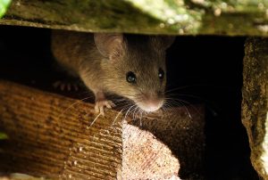 Mäuse im Haus verhindern – wie Sie Mausbefall vorbeugen Mäuse verhindern vorbeugen
